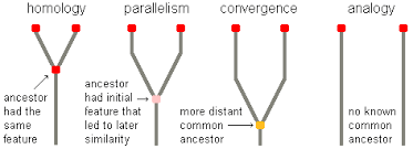 Classification Of Living Things Principles Of Classification