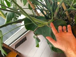 Aerial roots are just roots that grow on the stem of the succulent rather than the soil. Monstera Deliciosa Care 5 Crucial Things You Need To Know