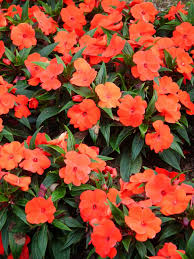 Image result for Impatiens burtonii