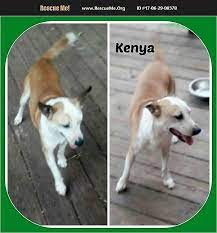 Pin On Dogs For Adoption