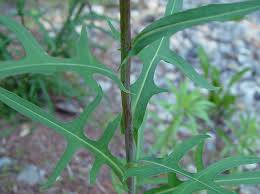 Image result for Lactuca ugandensis