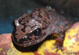 Image result for Dinebra caudata