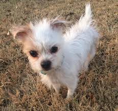 Adopt Whimsy On Petfinder Pet Finder Chihuahua Mix Pets