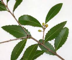 Image result for Maytenus