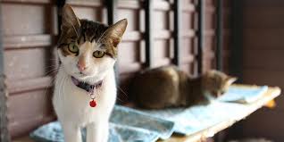 5 Yildizli Merkeze Engelli Kedi Evi
