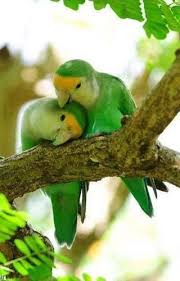 Loritos Animals Beautiful Pretty Birds Colorful Birds