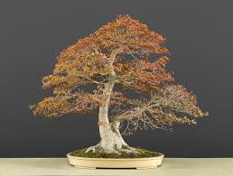 Maybe you would like to learn more about one of these? Spectacular Spring Colors Bonsai Empire