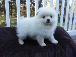 Broadway puppies pride ourselves on providing the best selection of puppies in the san diego area. Pet Adoption Kuala Lumpur Kuala Belait Malaysia Kiliks Wonderful Tiny Teacup Pomeranian Puppies Available For Sale