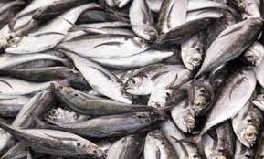 Do The 153 Fish In John 21 Count For Anything Psephizo