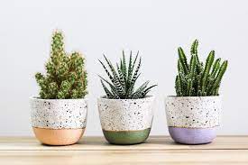 Small pot flowers are scientifically designed to ensure the best breathability and watering mechanisms to ensure that your lovely plants and flowers keep flourishing. Mini Speckled Plant Pots Indoor Plant Pots Small Succulent Planters Plant Lover Gift Handmade Cactus Plant Indoor Plant Pots Potted Plants Small Succulents