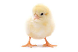 Usuarios confirmaron el extraño sonido, el cual alarga la palabra gallo y la menciona de manera inusual. Chick Traductor De Ingles A Espanol Ingles Com
