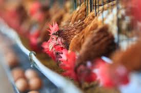 The industry has been in a continuous transformation mode towards adopting the most modern production technology and feeding available. How Vertical Integration Is Impacting Food And Agribusiness Ey Us
