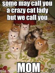 Funny Cute Cats Animal Photo Fridge Magnet 2 034 X3 034 Collectibles Funny Cute Cats Funny Animal Pictures Funny Animal Memes