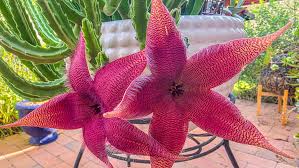 Image result for Stapelia gigantea