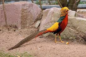 Bird With Colorful Feathers Animal World Bird Colorful Feather Goldfasan Males Pheasant Plumage Sababurg Castle Species Zoo Zoo Sababurg Bird World Birds Animals