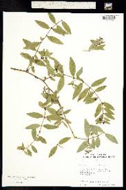 Image result for Euphorbia mossambicensis