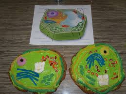 Maybe you would like to learn more about one of these? Week 4 Plant Cell Cookie Plant Cell Homeschool Science Cell Model
