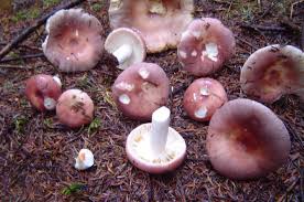Image result for Russula variata