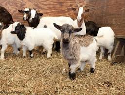 Although goat farming project requires less capital and investment than raising. Goat Farming Business Plan Hobby Farms
