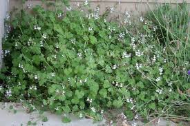 Image result for Pelargonium