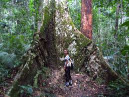 Tanah aina fahad is a glamping destination geared for those who love nature trails and jungle trekking. Trekking In Malaysian Jungle Without A Guide Is Not The Brightest Thing I Ve Ever Done The Star