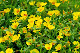 Misticanze, pasta o risotti freddi…). Portulaca Proprieta Come Si Coltiva E Ricette Ohga