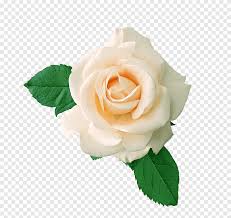 Bunga mawar putih sering digunakan pada upacara pemakaman karena melambangkan kekaguman. Kaos Centifolia Mawar Karangan Bunga Mawar Putih Merangkai Bunga Putih Png Pngegg