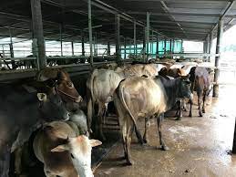 The coastal city of kuala terengganu which stands at the mouth of the broad terengganu river is both the state. Rb Agro Farm Lembu Untuk Dijual