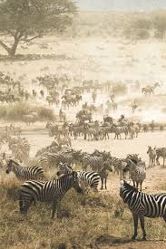 Serengeti National Park Tanzania The Great Migration C Martijn Van Wageningen Www Thetripstudio Com African Animals Zebras Africa