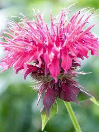 Pin On Mary Mary Quite Contrary How Does Your Garden Grow