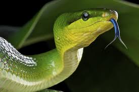 All snakes lack external ear openings and eyelids and have long, forked tongues. Smelling In Stereo The Real Reason Snakes Have Flicking Forked Tongues Uconn Today
