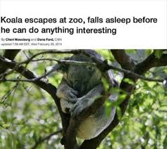 Meanwhile On The Lighter Side Of News Headlines 23 Pics Funny Headlines Funny Koala Funny News