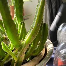 Image result for Geigeria schinzii