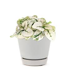 Image result for Hypoestes cancellata