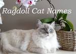 Ragdoll Cat Names: 300 Best Names for Ragdoll Cats | PetPress