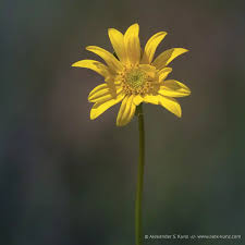 Image result for Justicia tenella