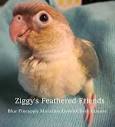 Ziggy's Feathered Friends - Opening Hours - 4221 Hamilton Road ...