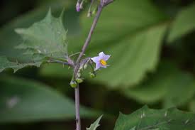 Image result for Solanum anguivi
