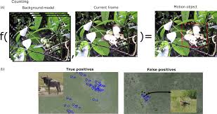 Rob schneider colleen haskell john c. A Computer Vision For Animal Ecology Weinstein 2018 Journal Of Animal Ecology Wiley Online Library