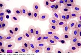 But recent studies — in animals and cultured cells — have found that this may not be entirely true, although we must interpret these studies more cautiously. Lab Plant Cells Vs Animal Cells Dvrhs Life Science
