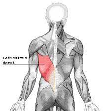 How To Increase Heart Muscle Strength - Youtube