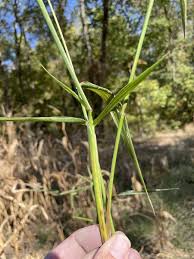Image result for Urochloa arrecta