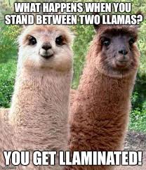 Image Result For Happy Birthday Llama Happy Memes Funny Birthday Meme Funny Happy Birthday Meme