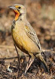 Gauteng Garden Birds Of South Africa Pin On South African Birds