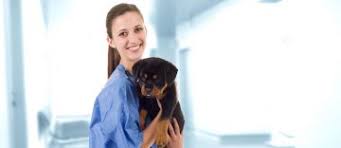 Diagnóstico de trombocitopenia en perros. La Trombocitopenia En Los Perros En Que Consiste Implika