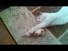 Yavru Kedinin Annesiyle Oyunu Cooookkkkkk Tatliiiii Youtube Yavru Kediler Kedi Oyun