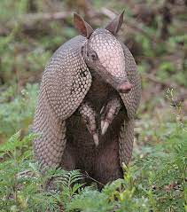 December S Draw For Its Animal Totem Is The Armadillo The Quality It Represents Is Respect For Boundaries Armadillo Animal Armadillo Art Armadillo