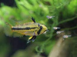 Apistogramma uaupesi çiklitgiller (cichlidae) familyasından olup güney amerika'da yaşayan bir balık türüdür. Apistogramma Cichlids The Complete Care Breeding Info Guide