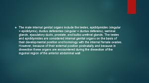Parts of the female reproductive system. Male Internal Genital Organs Dr Abeera Sarfraz Dr
