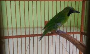 Download suara burung cucak jenggot mini mp3 burung jenggot mini Index Of Wp Content Uploads 2016 11